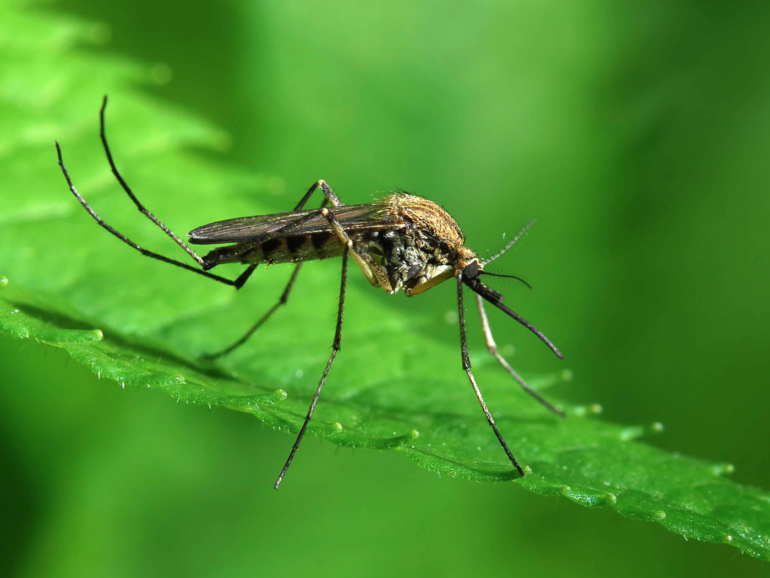 La habilidad del mosquito que ayudará a los drones futuros